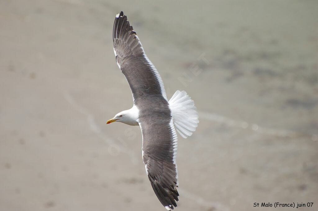 Lesser Black-backed Gull