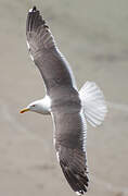 Lesser Black-backed Gull