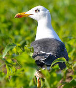 Lesser Black-backed Gull