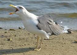 Lesser Black-backed Gull