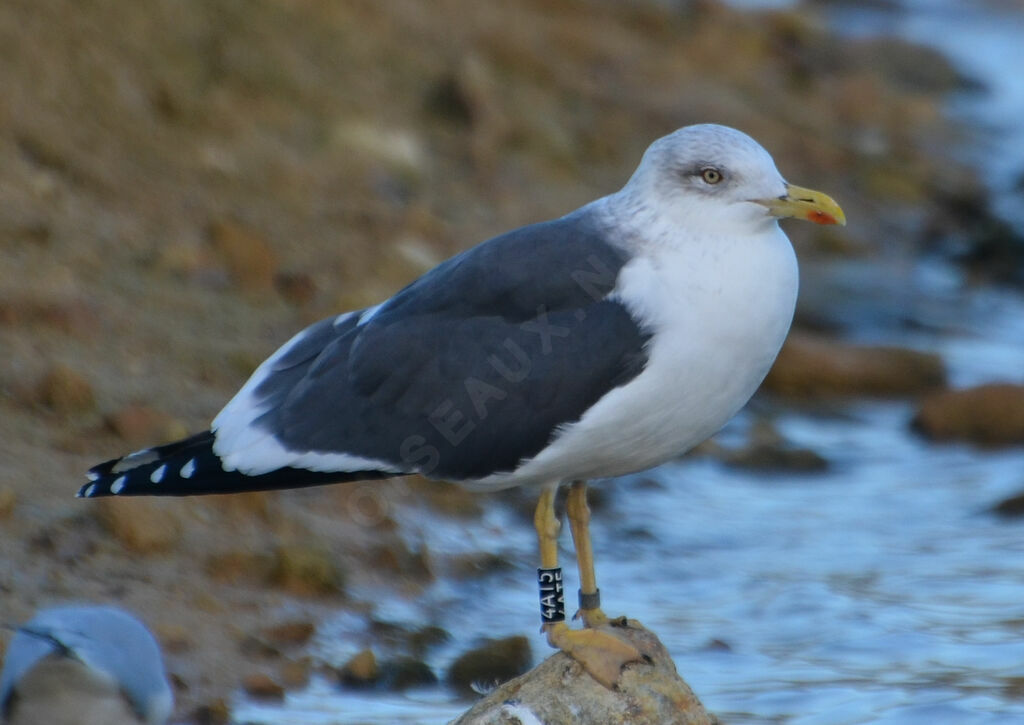 Lesser Black-backed Gull