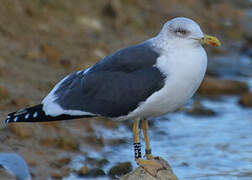 Lesser Black-backed Gull