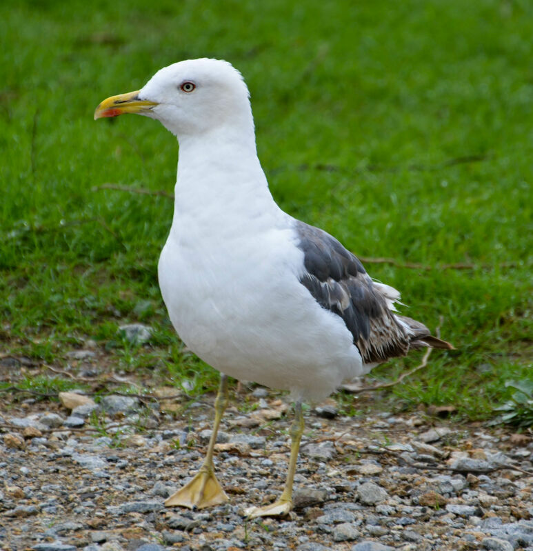 Goéland brun