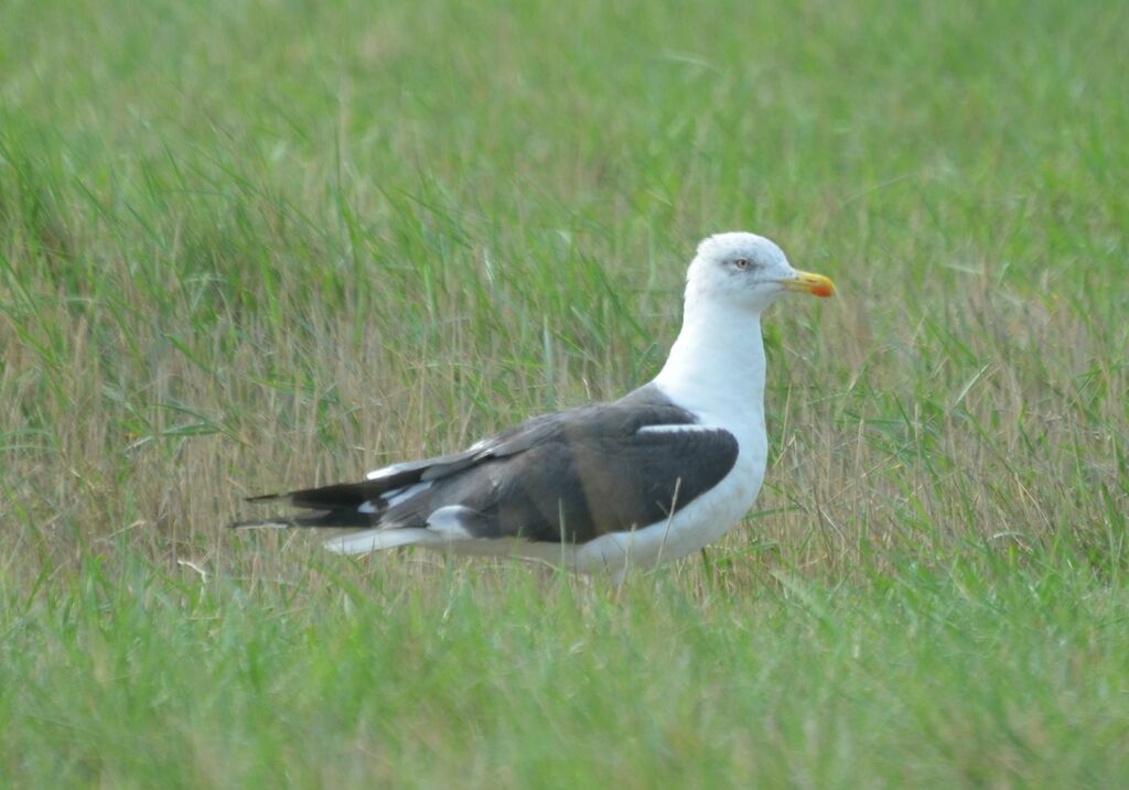 Lesser Black-backed Gulladult, identification