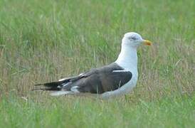 Lesser Black-backed Gull