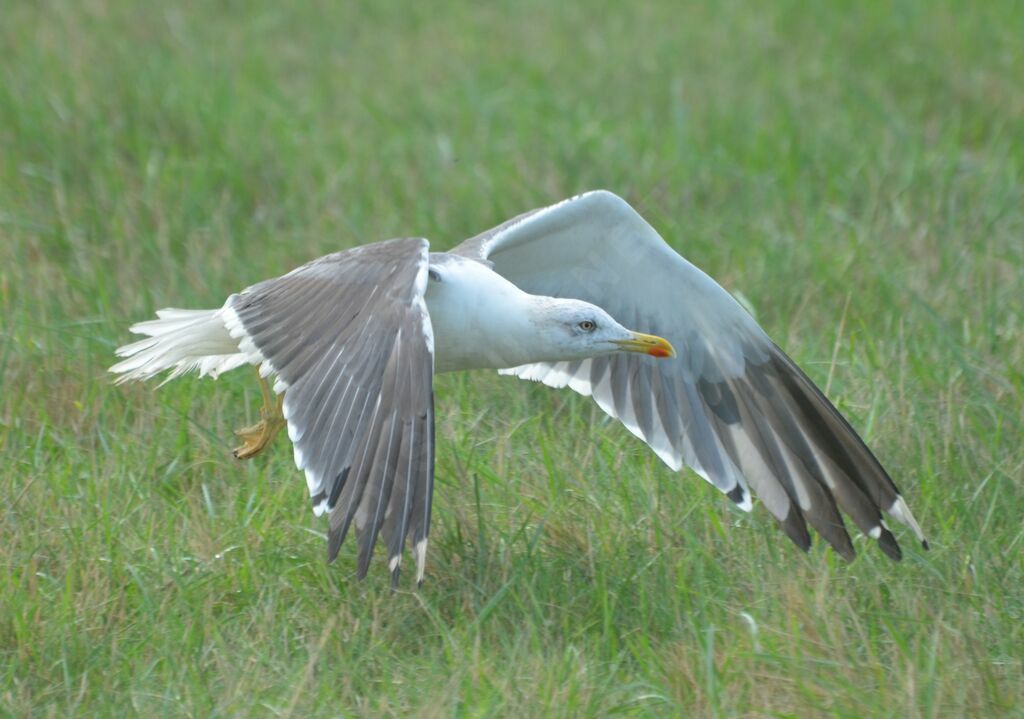 Lesser Black-backed Gulladult, Flight