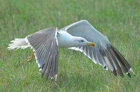 Lesser Black-backed Gull