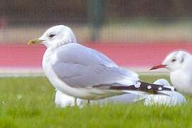 Common Gull