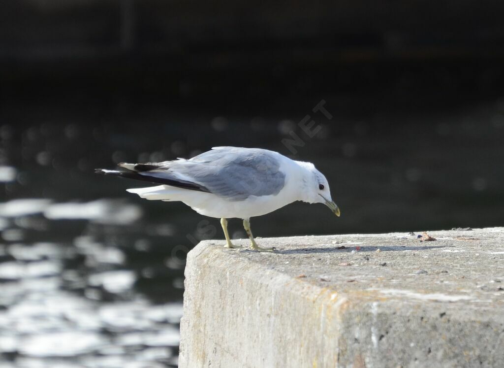 Common Gullsubadult