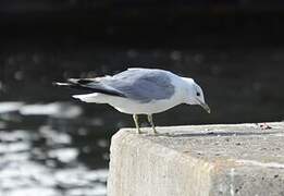 Common Gull