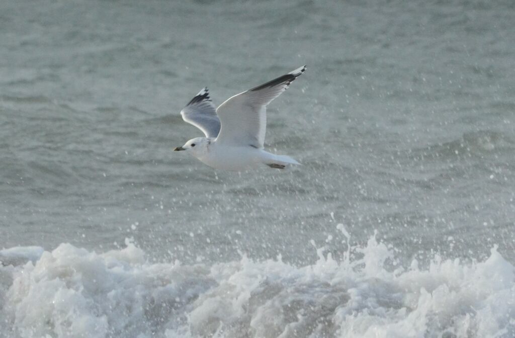 Common Gulladult, Flight