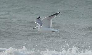 Common Gull