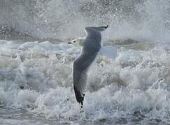 Common Gull