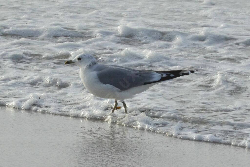 Common Gulladult, identification