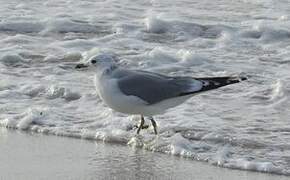 Common Gull