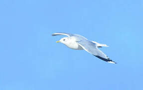 Common Gull