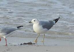 Common Gull