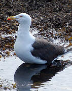 Great Black-backed Gull