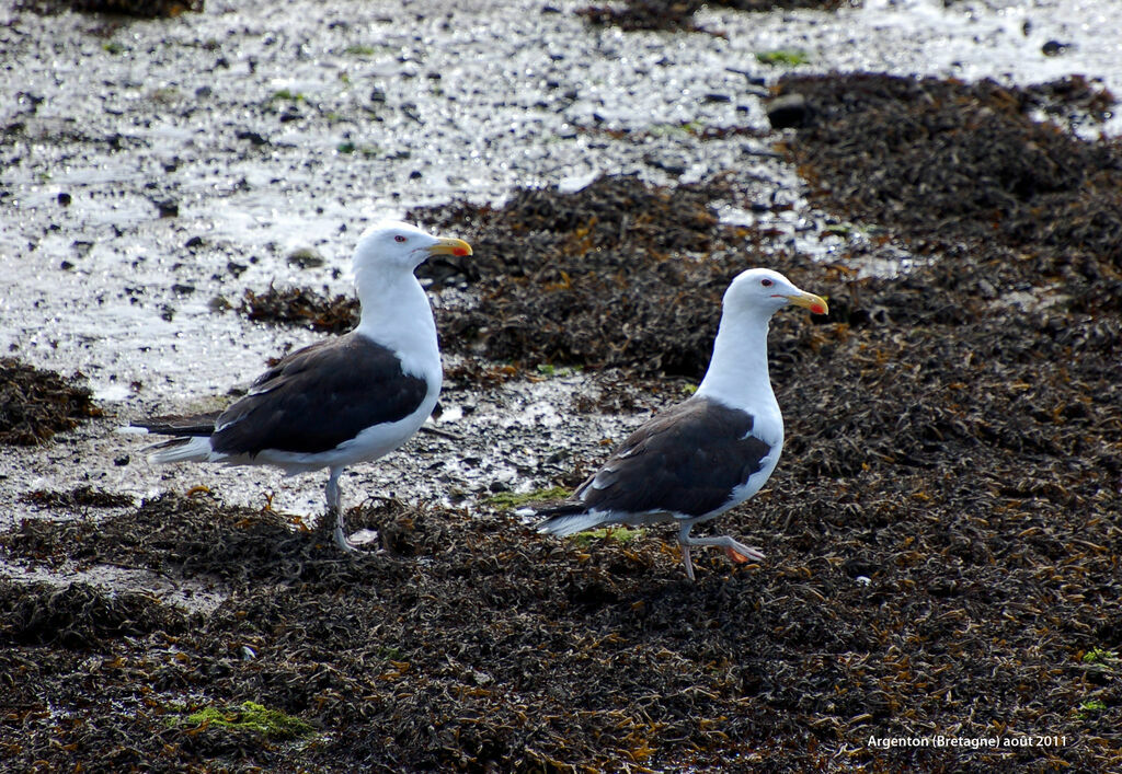 Great Black-backed Gulladult