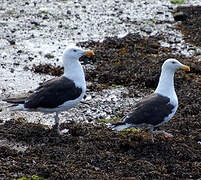 Great Black-backed Gull