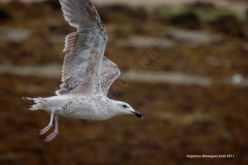 Great Black-backed GullFirst year