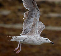 Great Black-backed Gull