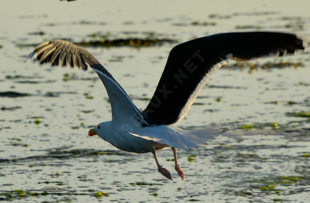 Great Black-backed Gulladult, Flight