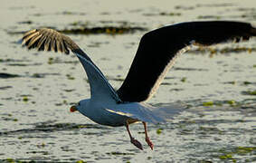 Great Black-backed Gull