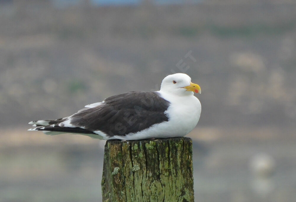 Goéland marinadulte