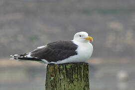 Great Black-backed Gull