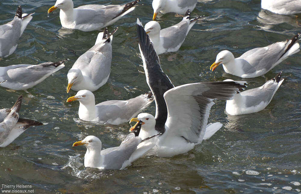 Goéland marinadulte, Comportement