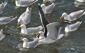 Great Black-backed Gull