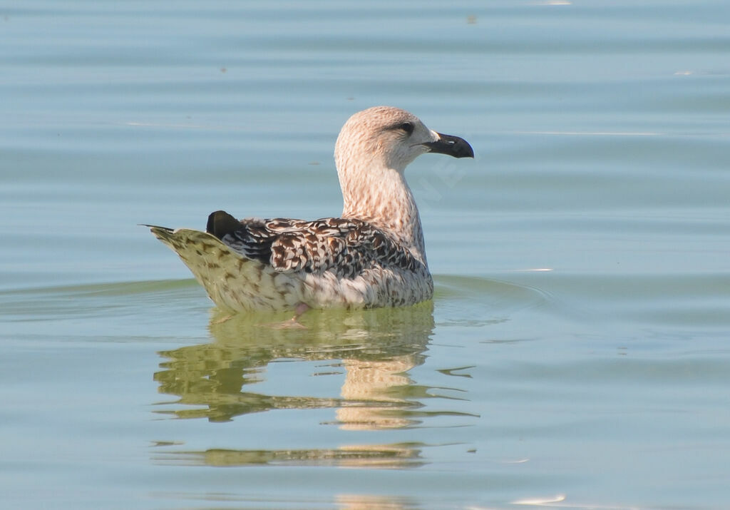 Goéland marinimmature, identification