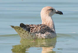 Great Black-backed Gull