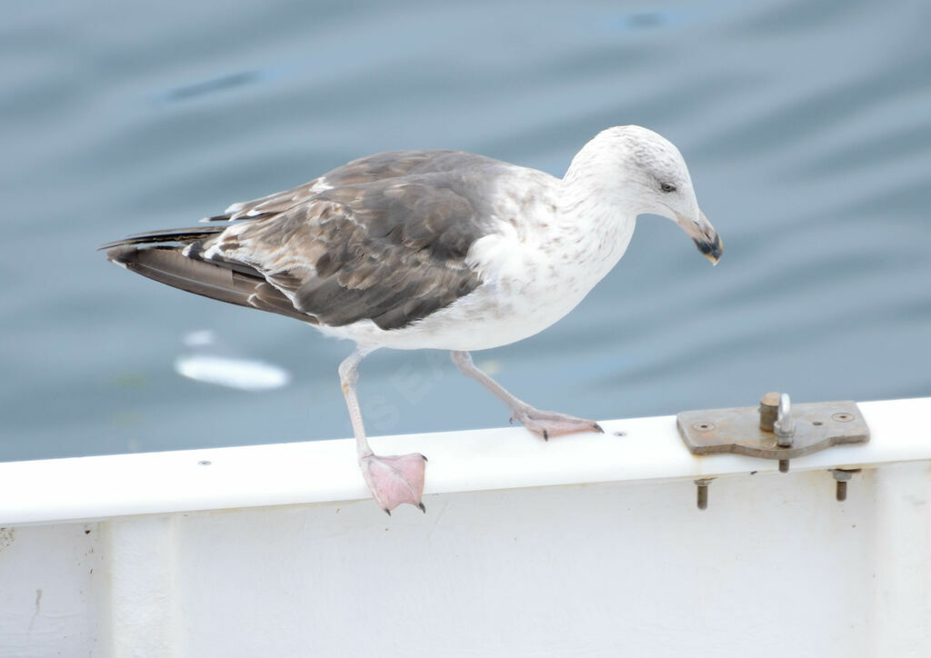 Goéland marinimmature