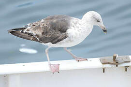 Great Black-backed Gull