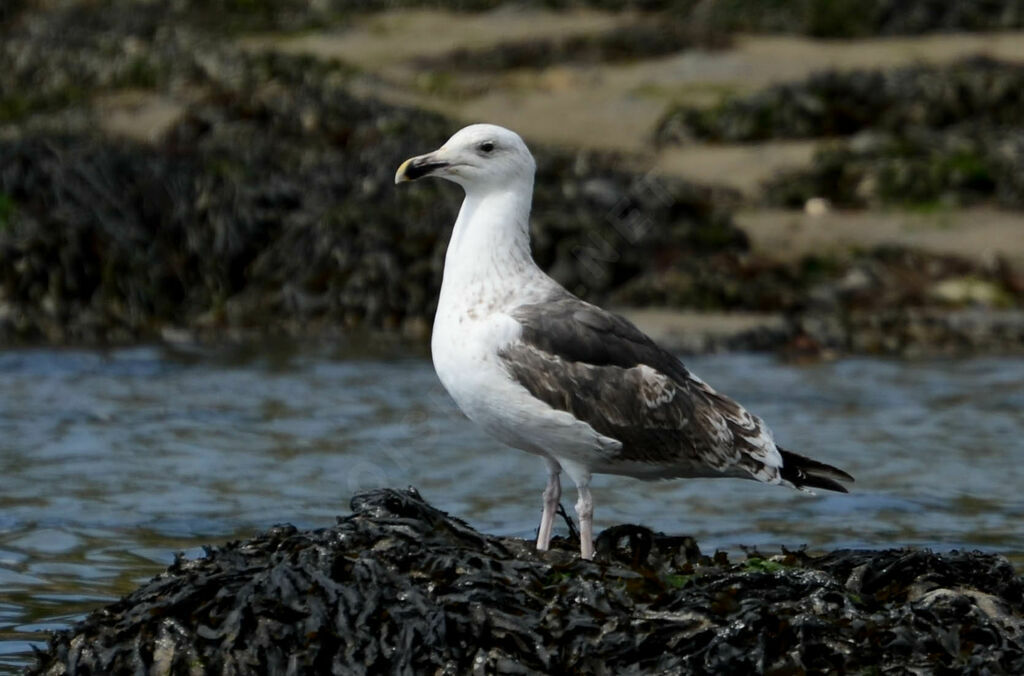 Goéland marinimmature