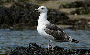 Great Black-backed Gull