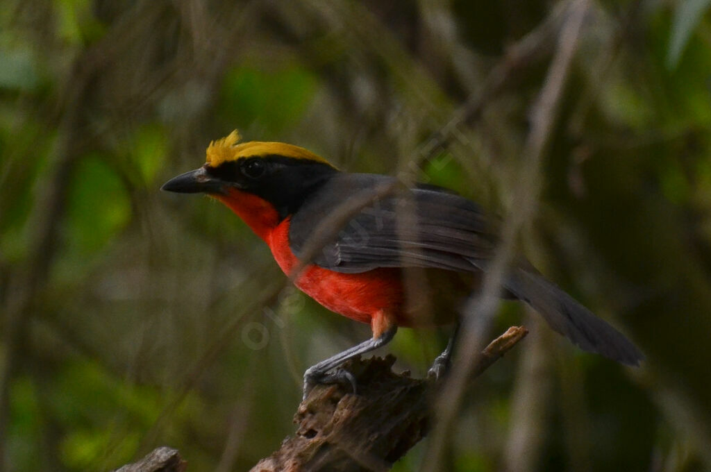 Yellow-crowned Gonolekadult, identification