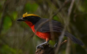 Yellow-crowned Gonolek