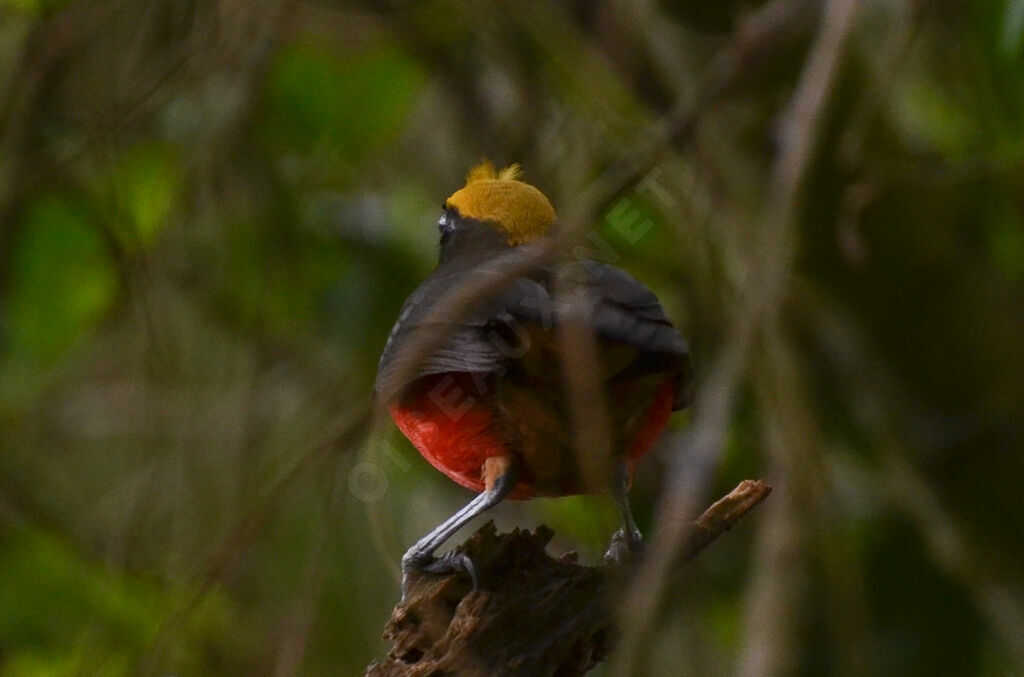 Yellow-crowned Gonolekadult