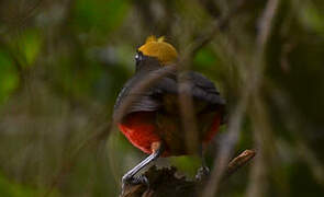 Yellow-crowned Gonolek