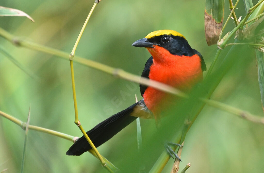 Yellow-crowned Gonolekadult, identification