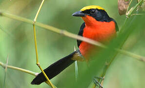 Yellow-crowned Gonolek