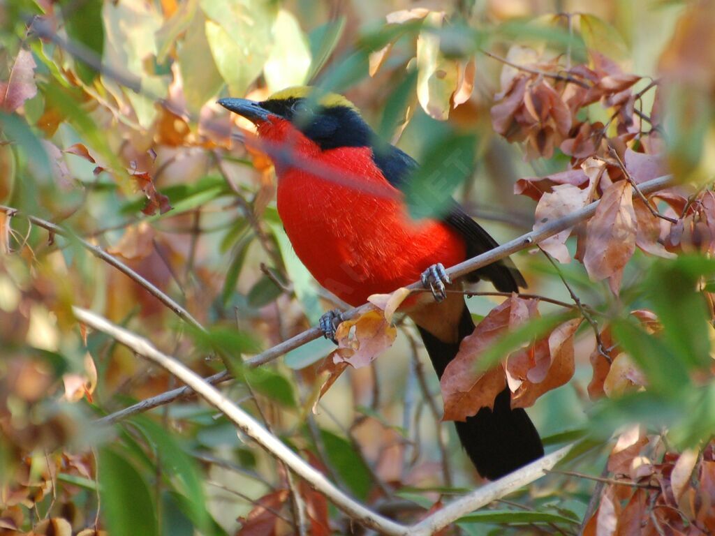 Yellow-crowned Gonolekadult, identification