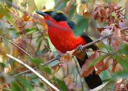 Yellow-crowned Gonolek