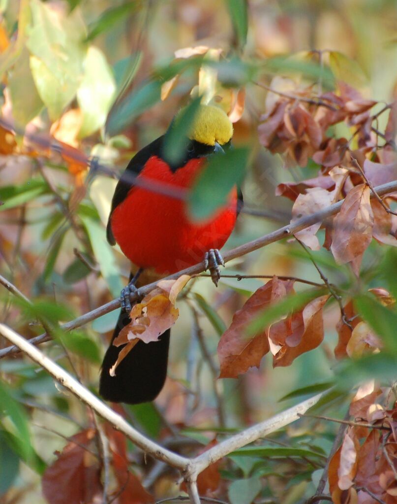 Yellow-crowned Gonolekadult, identification