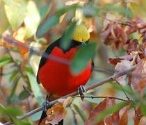 Yellow-crowned Gonolek