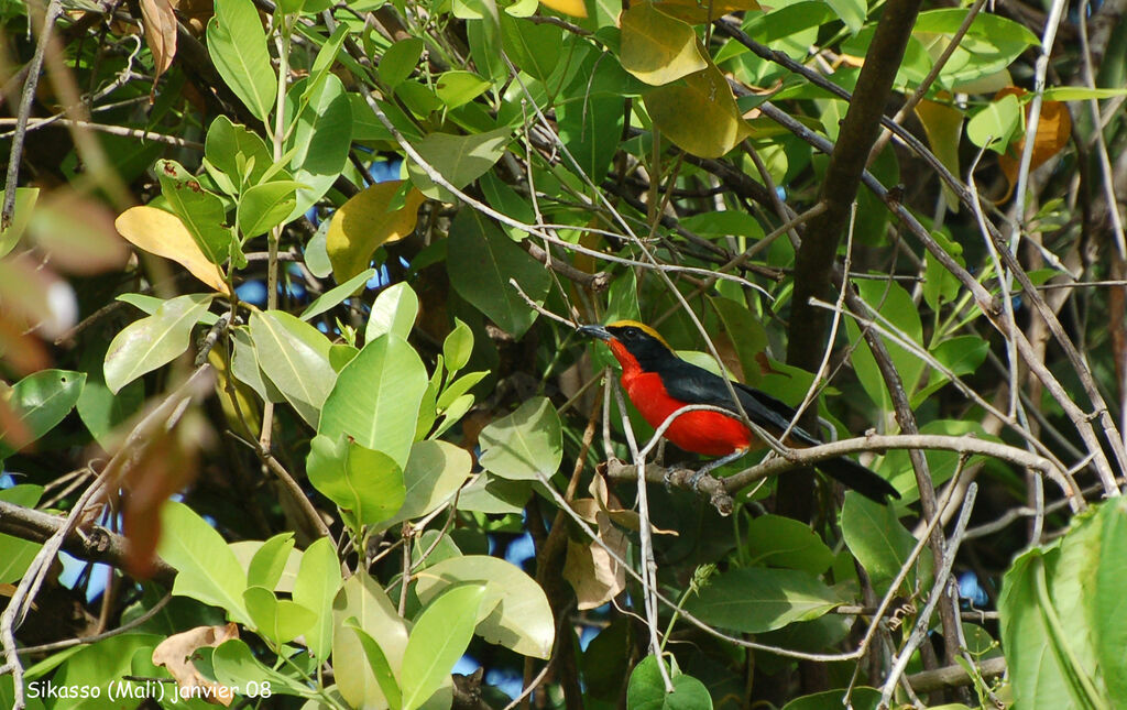 Yellow-crowned Gonolekadult