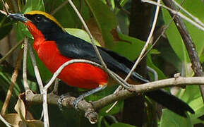 Yellow-crowned Gonolek